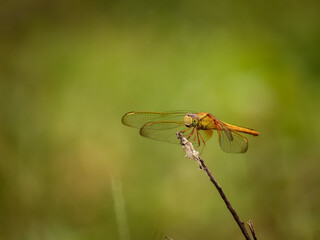 dragonfly on a leaf