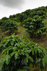 Fototapeta na wymiar Coffee farm in Latin America, coffee is one of the most important crops for humanities. Coffee makes the world run