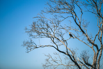 Trees and Falcon