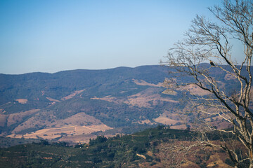 Trees and Falcon