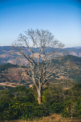 Dry Tree