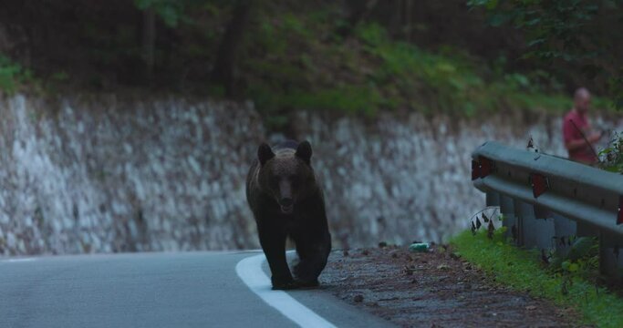 the brown bear in freedom, more and more frequent appearances in populated places in Romania (Transfagaraseanul). 