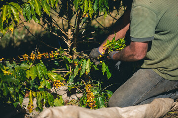 Harvesting and coffee harvesters