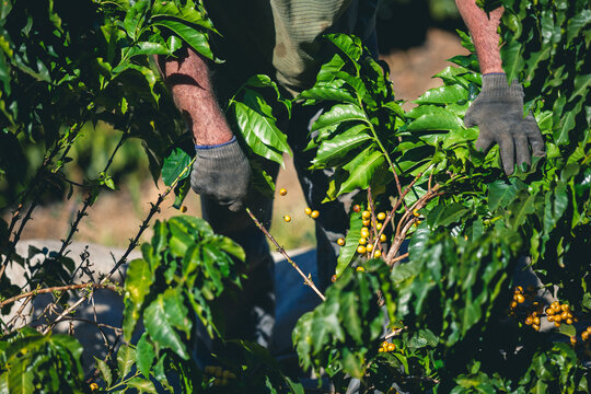 Harvesting and coffee harvesters