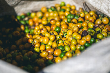 Harvesting and coffee harvesters