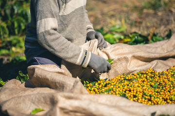 Harvesting and coffee harvesters