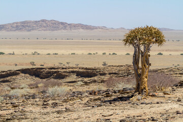 Wüstenartige Landschaft mit Köcherbaum (Aloe dichotoma)