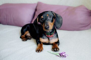tax on the bed. cute dog