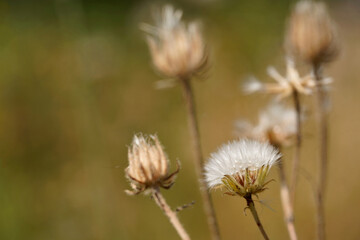 Thistle flower in summer, natural.. blurred background