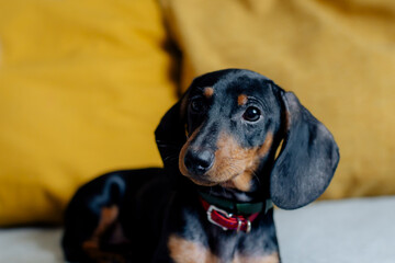 tax on the bed. cute dog
