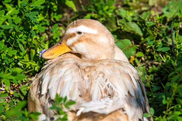 portrait of a duck