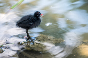 Black chick