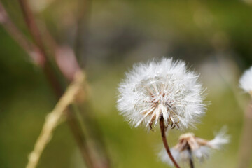 Plant seed head, natural blurred background 