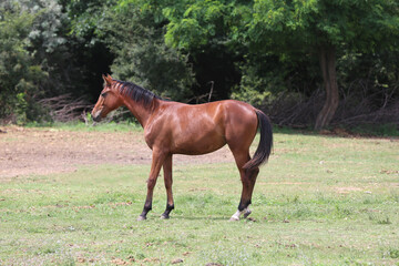 Fototapeta premium Young purebred horse peaceful grazing on pasture