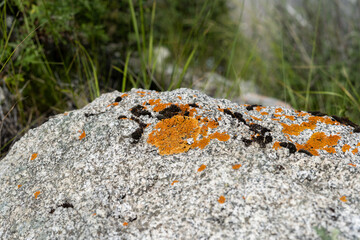 A photo of a common orange lichen in Germany together with two other species of lichens. The yellowish lichen grows on a rock. It has a strong color. There is also grey and blackish lichens.