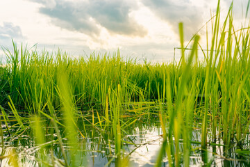 Fototapeta premium Rice seedlings planted in rice fields in beautiful sunset