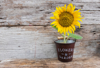 sunflowers in a pot on wooden table