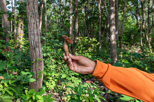 hand holding brown mushroom  - Powered by Adobe