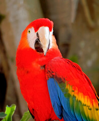 brazilian red macaw looking at the camera