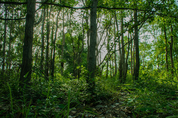 Obraz premium green forest in the morning