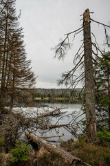 Fototapeta premium Oderteich, Nationalpark Harz, Deutschland