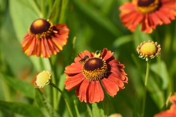 red and yellow flowers