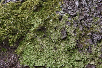 moss on tree