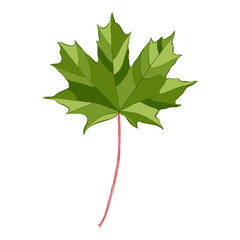 Green maple leaf isolated on white background. Simple cartoon flat style vector illustration.