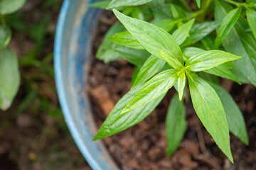 Close-up of Andrographis paniculata plant. Space for text. Herbal, medicine, and healthcare concept