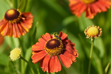 orange flower in the garden