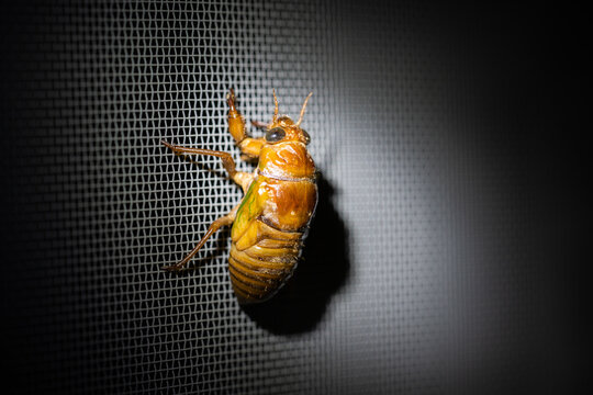 蝉の幼虫 の画像 1 400 件の Stock 写真 ベクターおよびビデオ Adobe Stock