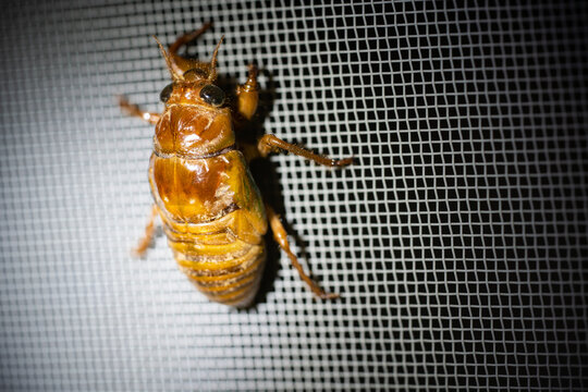 蝉の幼虫 の画像 1 400 件の Stock 写真 ベクターおよびビデオ Adobe Stock