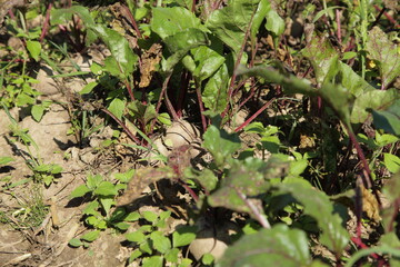 Fresh beetroot with green leaves on land in garden bed at Sunny summer day, beets growing, agriculture in Europe