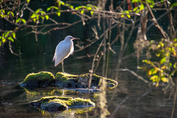 heron