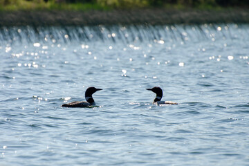 Loons on Child's Lake, Duck Mountain Provincial Park, Manitoba, Canada