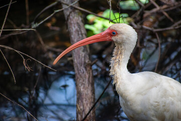 ibis