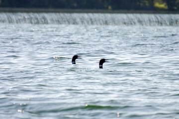 Loons on Child's Lake, Duck Mountain Provincial Park, Manitoba, Canada