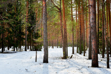 Trunks in a pine forest in winter day. Nature ladscape