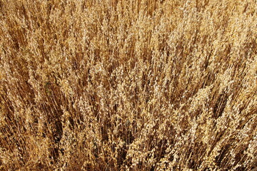 Oats field with yellow ripe oat ears top view at summer day , East European rural agriculture landscape cereals harvest, country life natural panoramic view