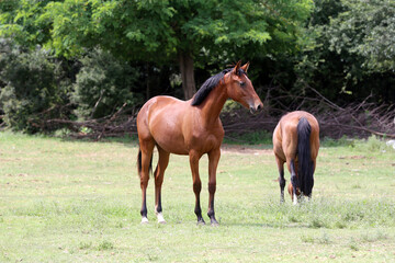 Naklejka na ściany i meble Young purebred horses peaceful grazing on pasture