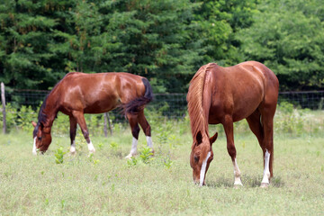 Young purebred horses peaceful grazing on pasture