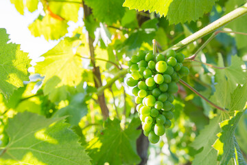 Uvas bajo el sol