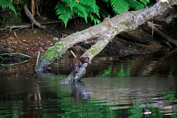 American mink fishing along the river