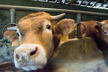 Vacas