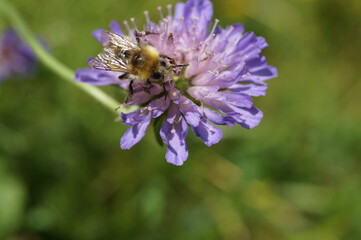 Hummel und Blüte