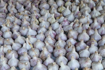 A lot garlic heads drying on the table, vegetables harvest