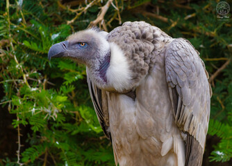 close up of a vulture