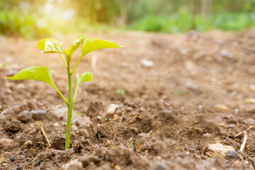 Young plant growing in soil garden with sunlight at sunset.Environmental green eco concept.