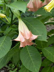 Brugmansia suaveolens. Pink angel trumpet or angel's tears. Beautiful and sweetly fragrant pendant...
