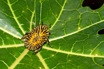 Gymnetis stellata beetle 